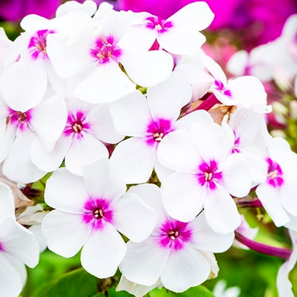Famous White with Eye