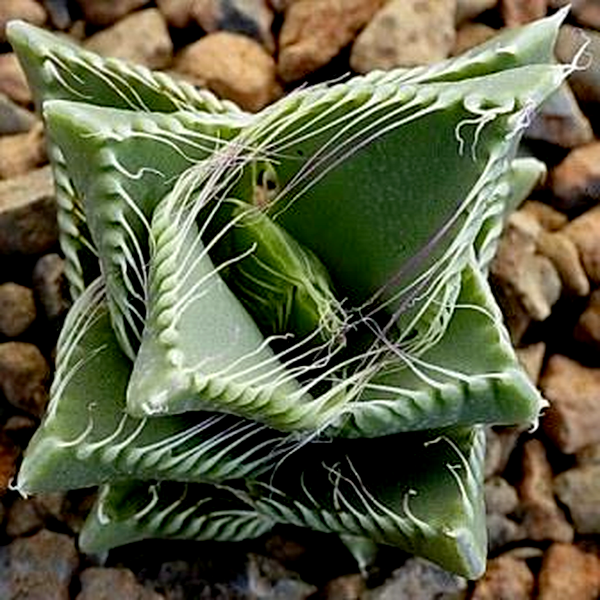 Faucaria tigrina