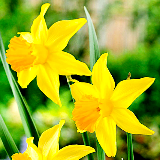 February Gold