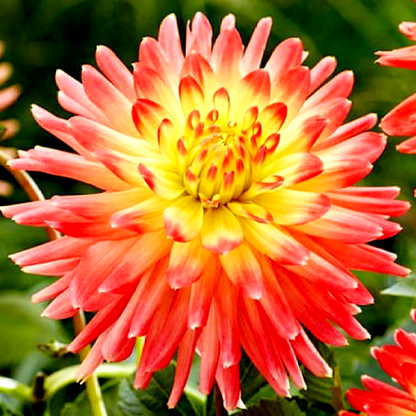 Felida Solar Flare