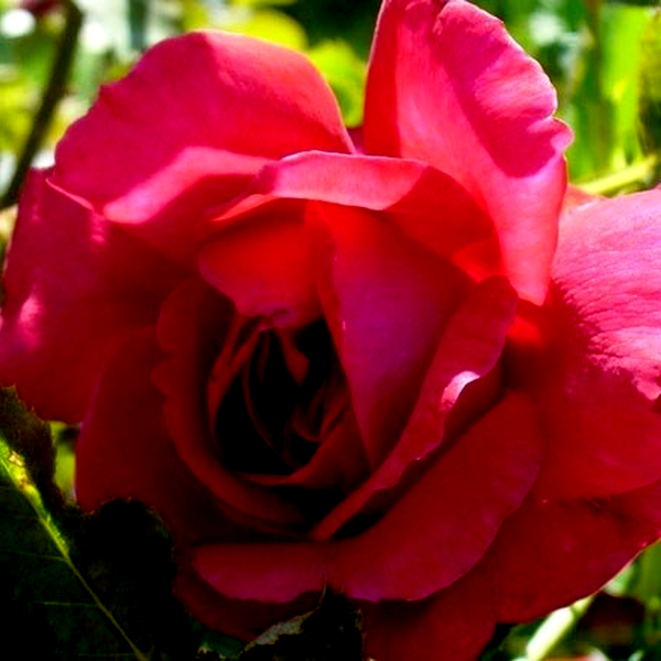 Fetzer Syrah Rose