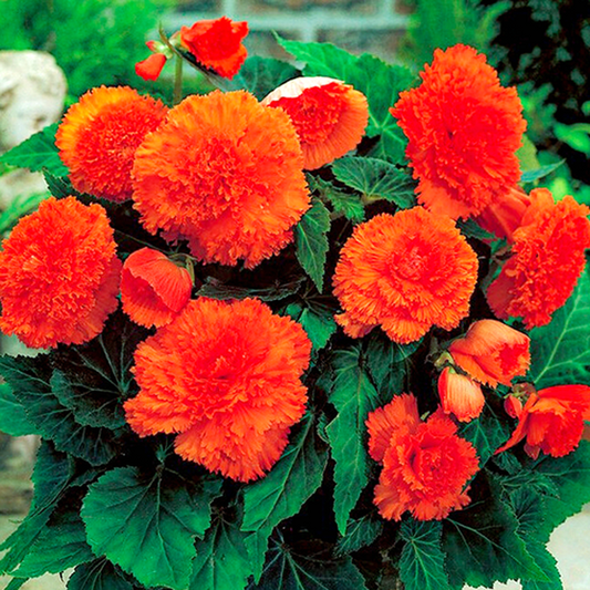 Fimbriata Orange