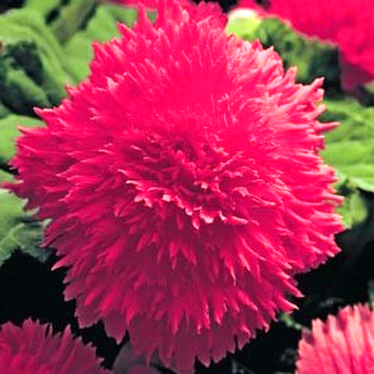 Fimbriata Red