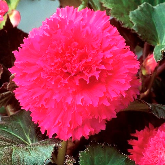 Fimbriata Rosa