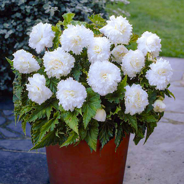 Fimbriata White