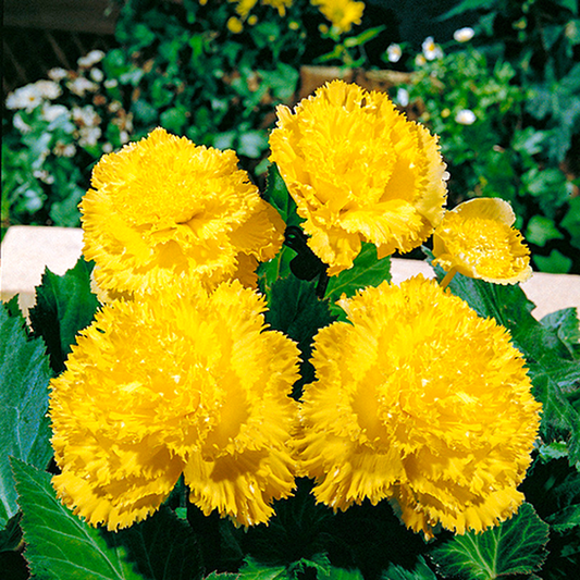 Fimbriata Yellow