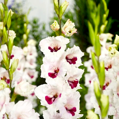 Fiorentina