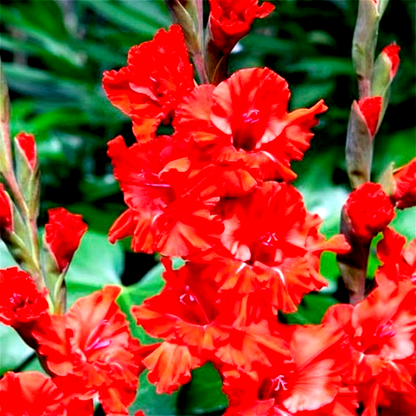 Fire Ruffle