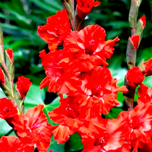 Fire Ruffle