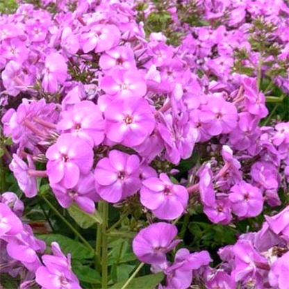 Flame Lilac