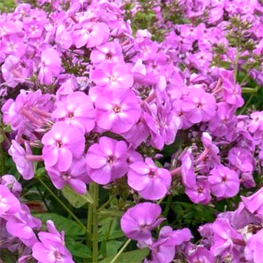 Flame Lilac