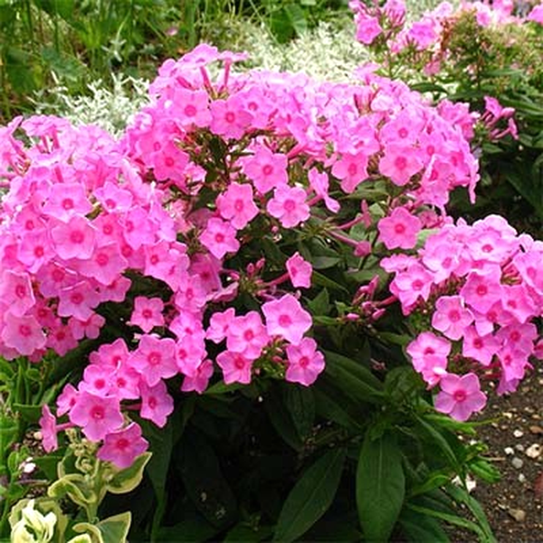 Flame Pink
