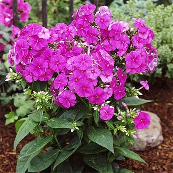 Flame Purple