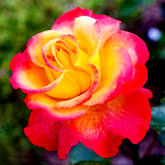Flaming Star