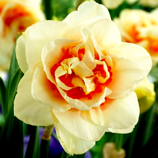 Flower Parade