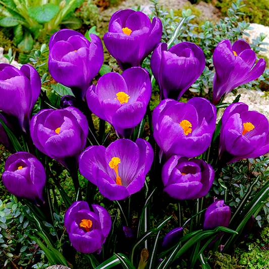 Flower Record