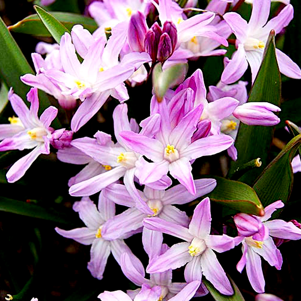 Forbesii Rosea