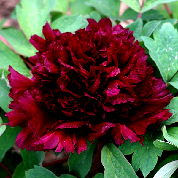 Fragrant Champion