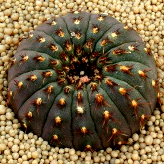 Frailea castanea