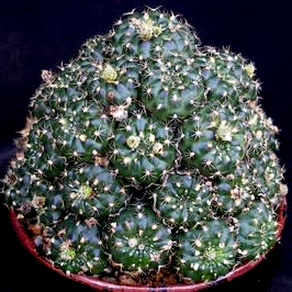 Frailea grahliana