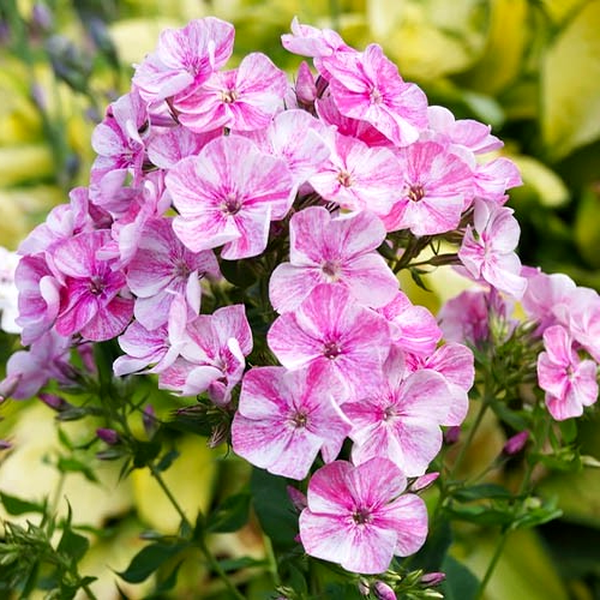 Freckle Pink Shades
