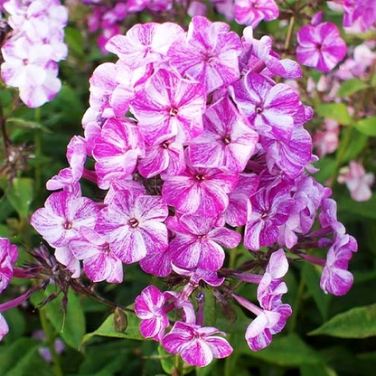 Freckle Purple Shades