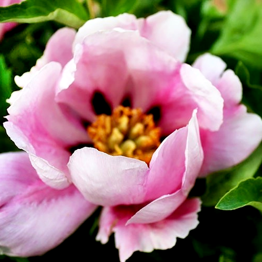 Fresh Pink
