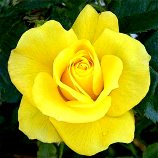 Friesia