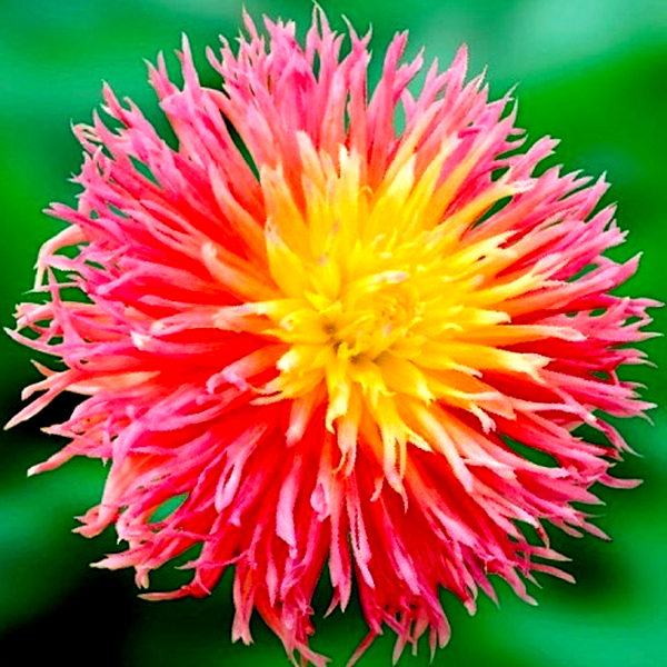 Fringed Star