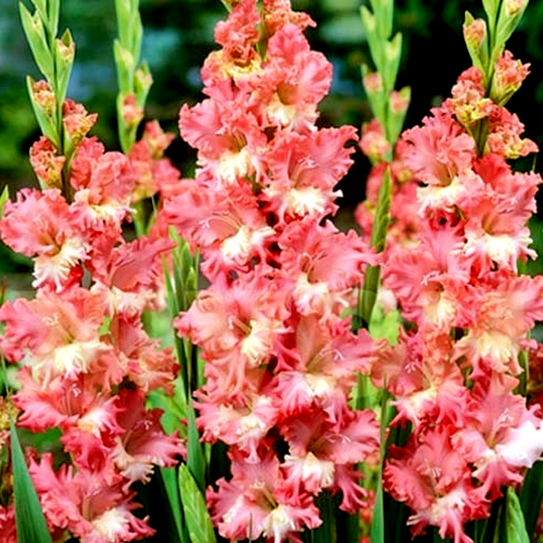 Frizzled Coral Lace
