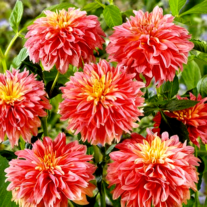 Garden Desire