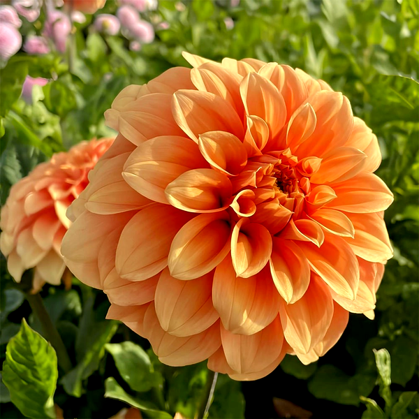 Garden Jubilee