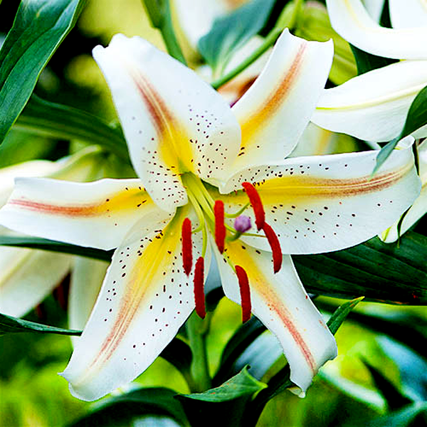 Garden Party