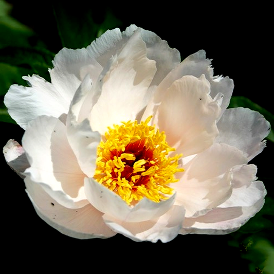 Garden Peace