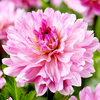 Garden Sensation