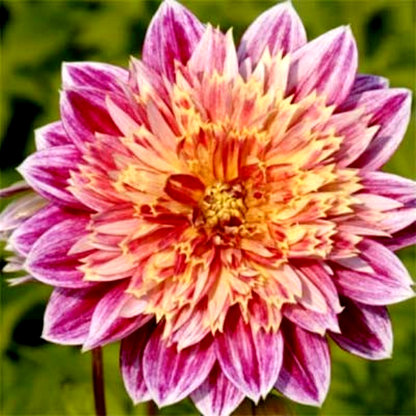 Garden Show