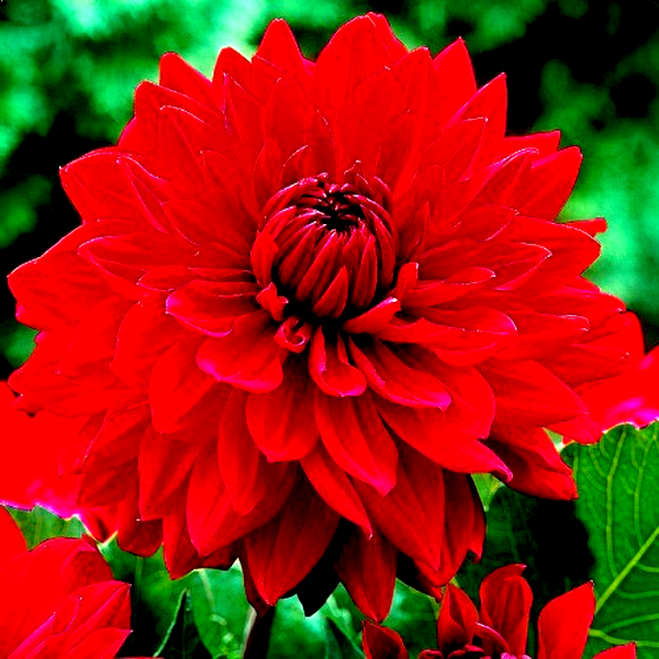 Garden Wonder