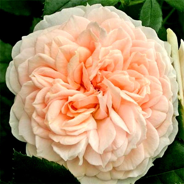 Garden of Roses