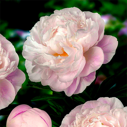 Gardenia