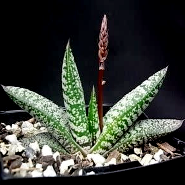 Gasteria pulchra