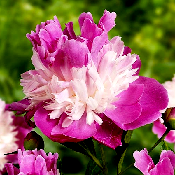 Gay Paree