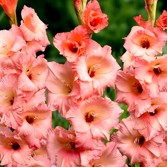 Georgia Peach