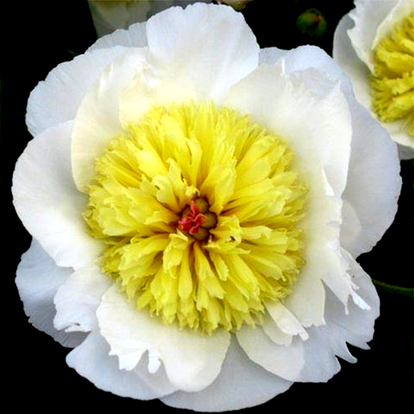 Gertrud Allen