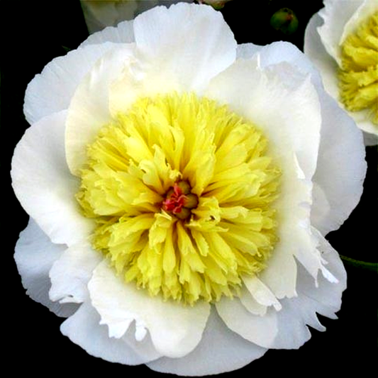 Gertrud Allen