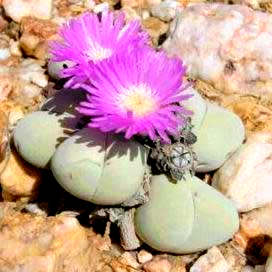 Gibbaeum album Pink