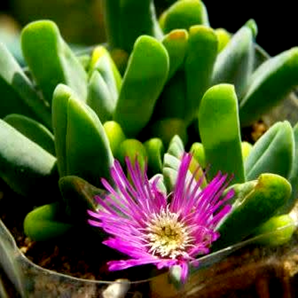 Gibbaeum gibbosum