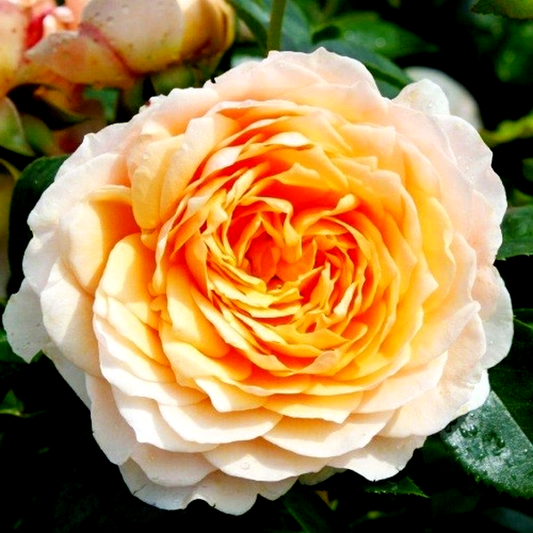 Ginger Syllabub