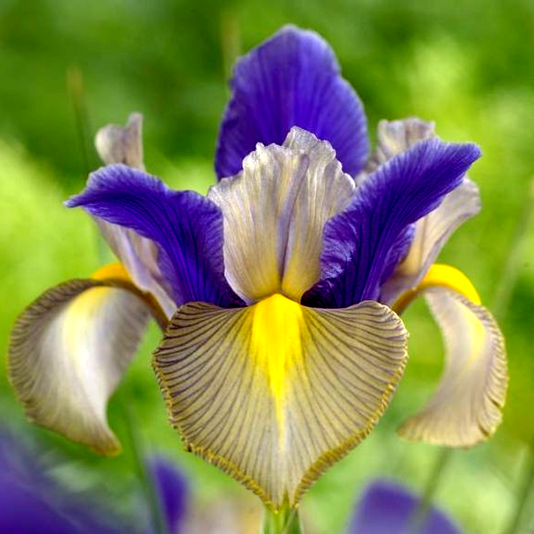 Gipsy Beauty
