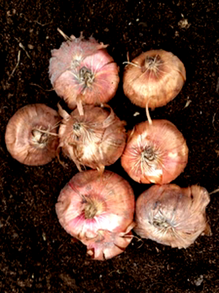 Belladonna