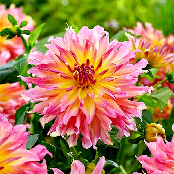 Go Go Pink Yellow